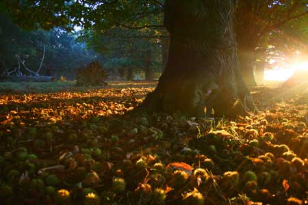 autumn_reds